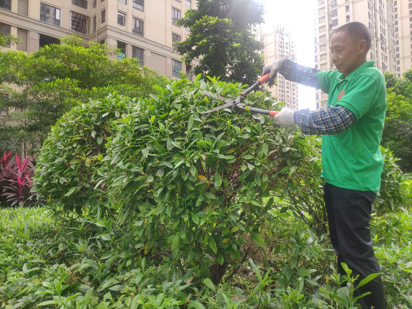小區(qū)綠化養(yǎng)護