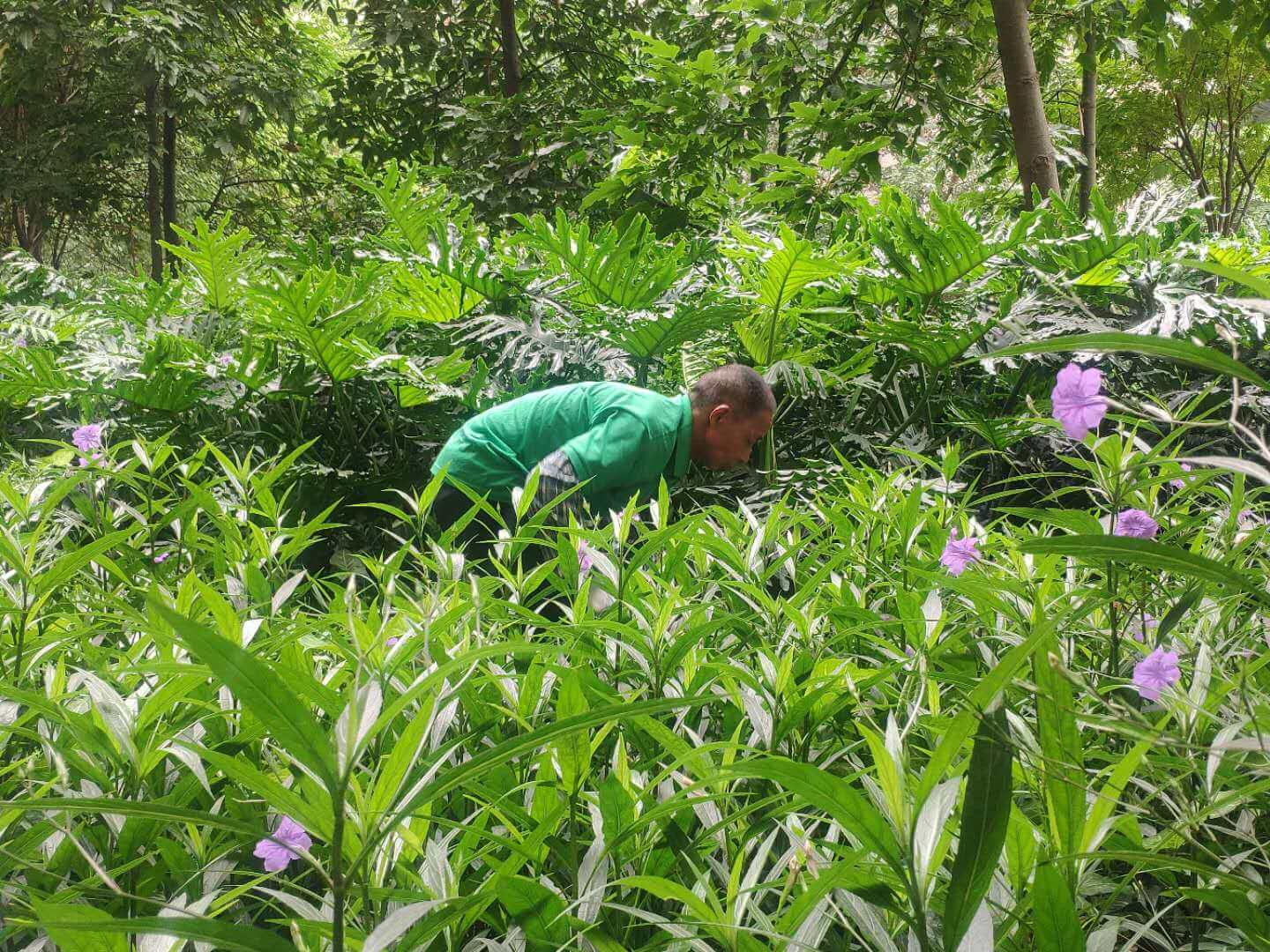 小區(qū)綠化養(yǎng)護(hù)植物的種類(lèi)