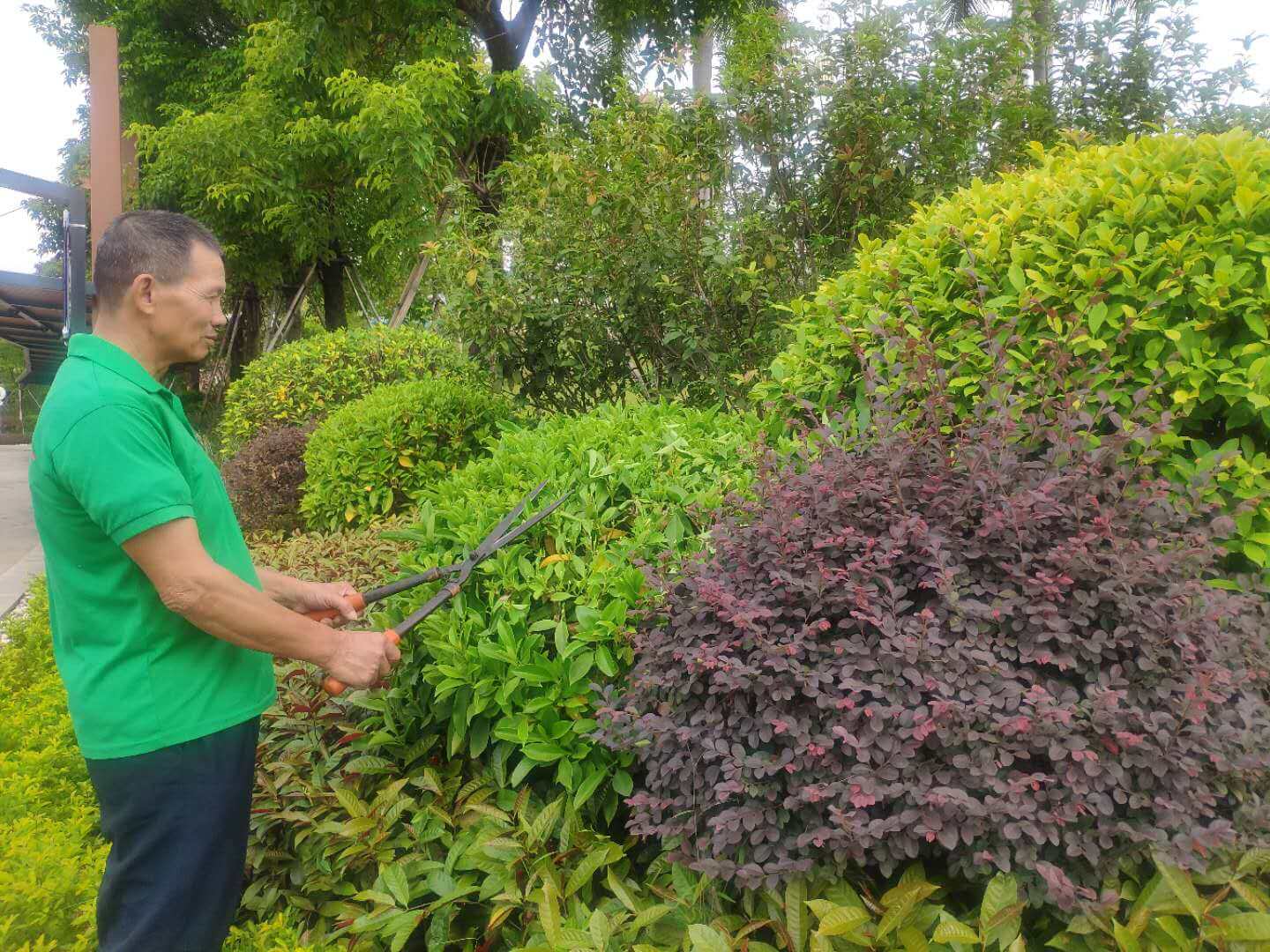 小區(qū)綠化養(yǎng)護標準