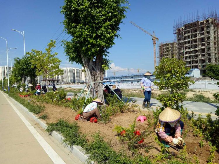 園林綠化公司工人對綠化帶進行補植