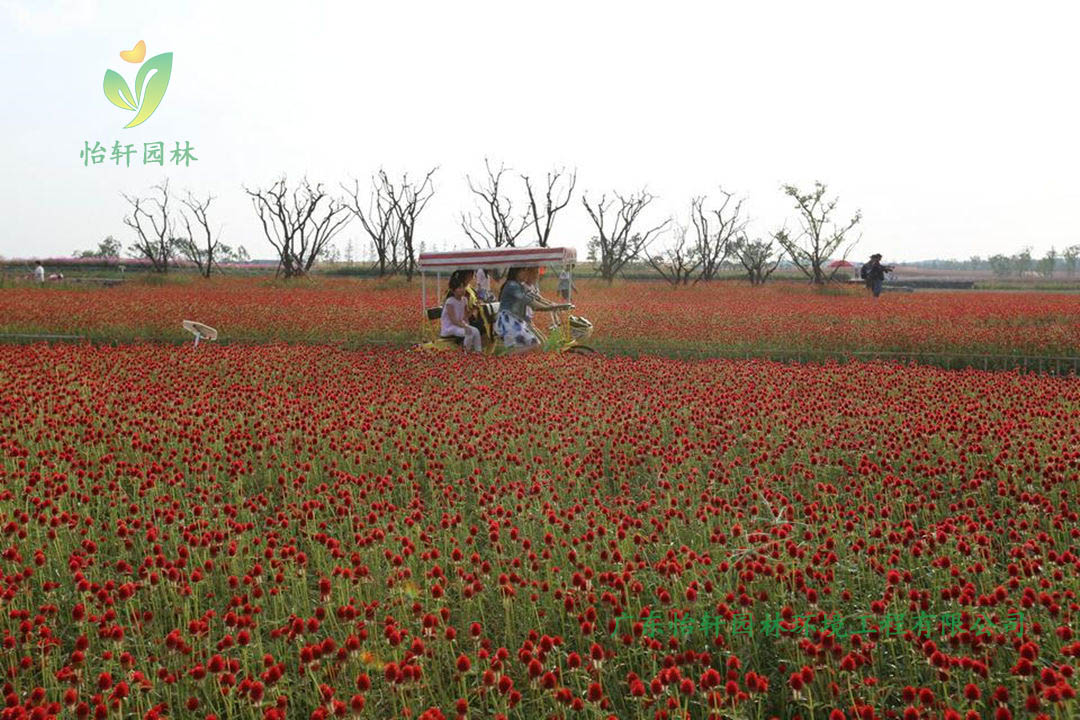 宿遷三臺(tái)山森林公園衲田花海景觀設(shè)計(jì)效果圖