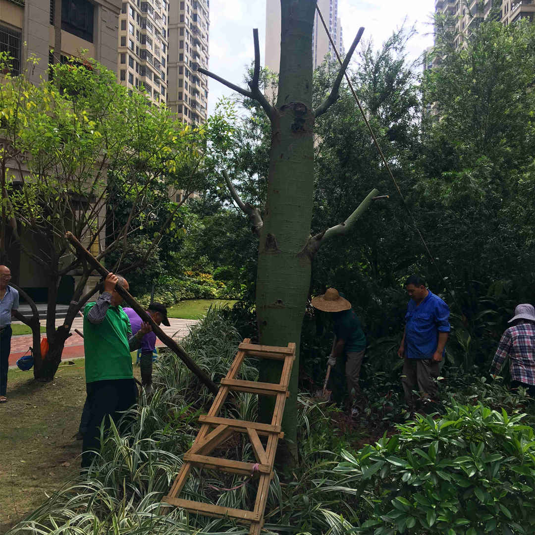 園林綠化工程大樹的養(yǎng)護(hù)工作