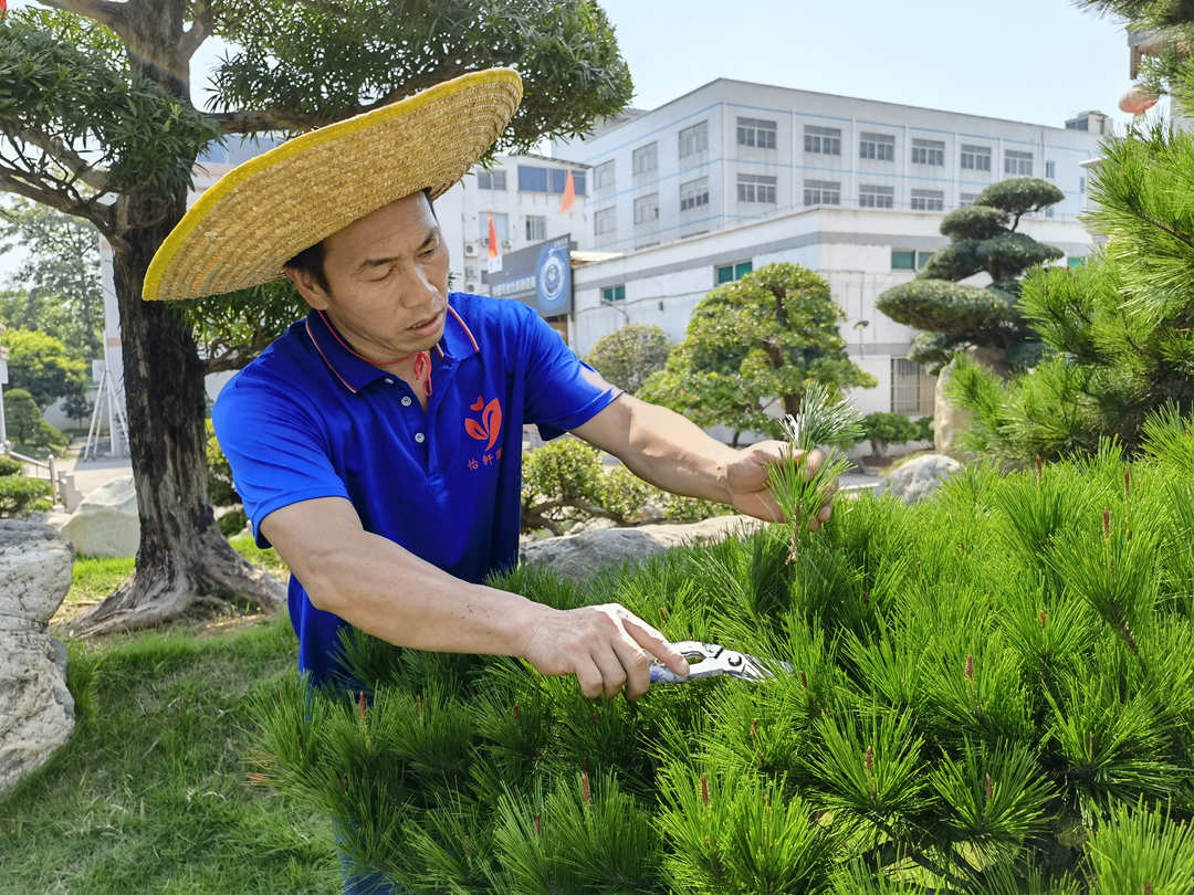 工廠綠化養(yǎng)護(hù)修剪