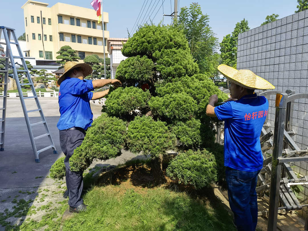 園林綠化工程景觀樹(shù)造型