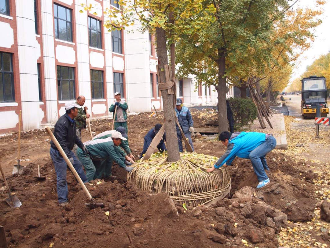 道路綠化工程大樹(shù)移植