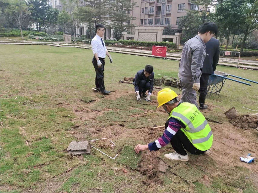 園林綠化工程施工過(guò)程中草坪的鋪設(shè)
