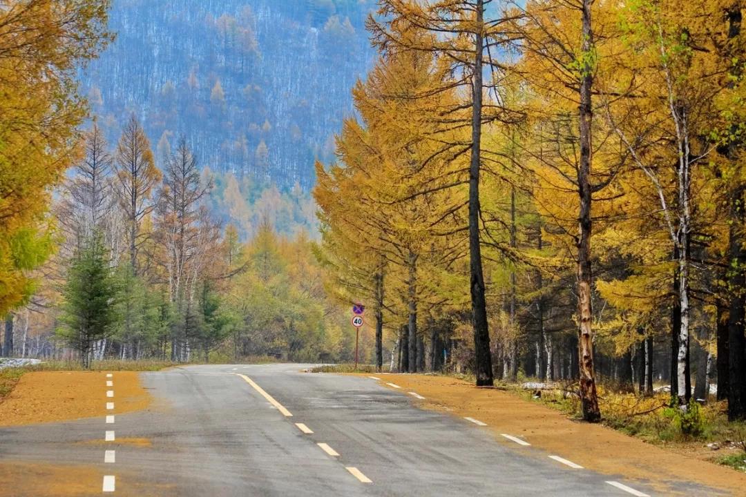 道路景觀設(shè)計(jì)植物的選擇