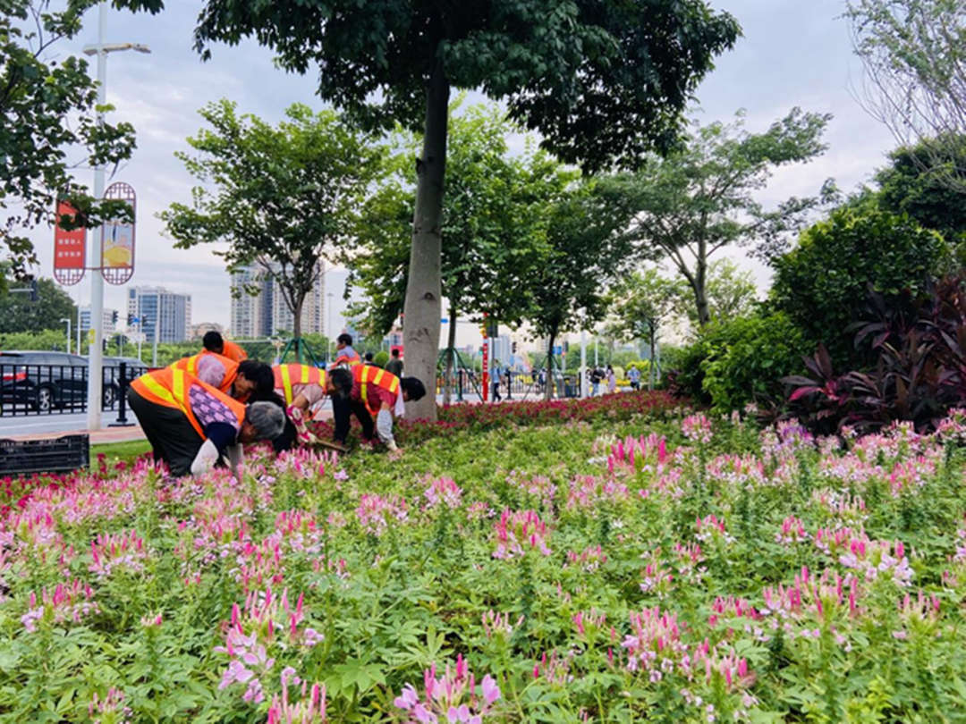 怡軒園林綠化公司工人們正在道路旁的綠地進行補栽補植
