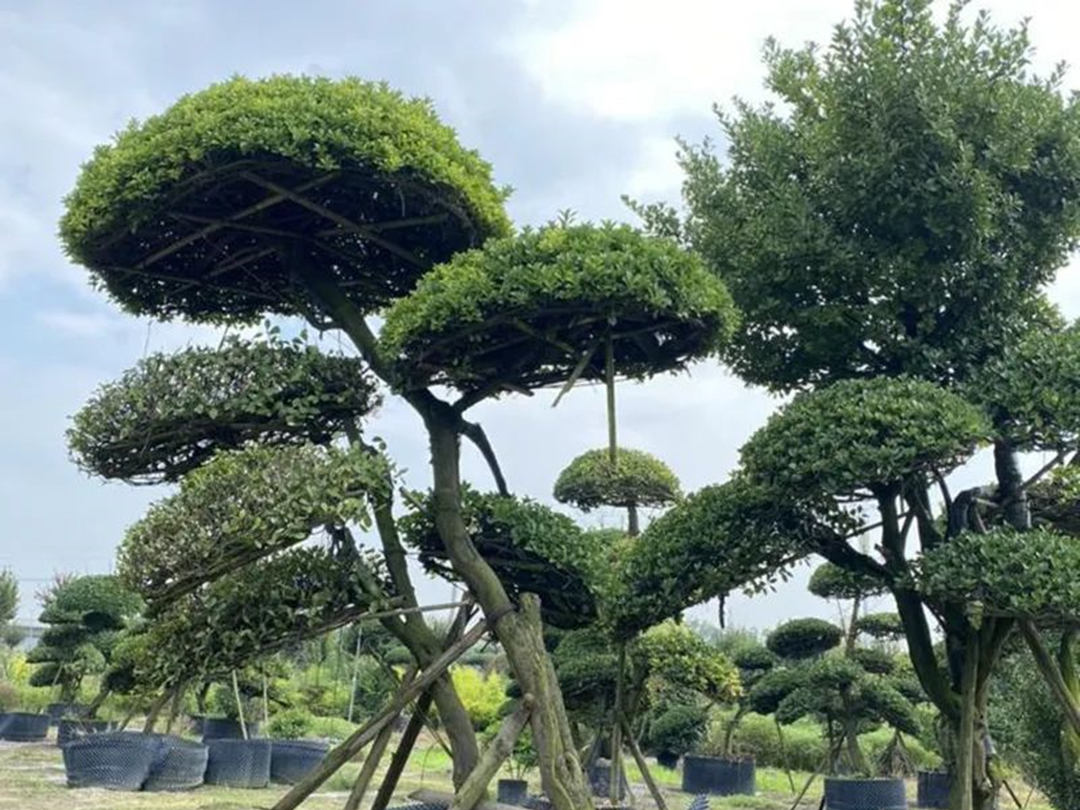 一樹成景，這幾種苗木適合高端庭院綠化工程種植！