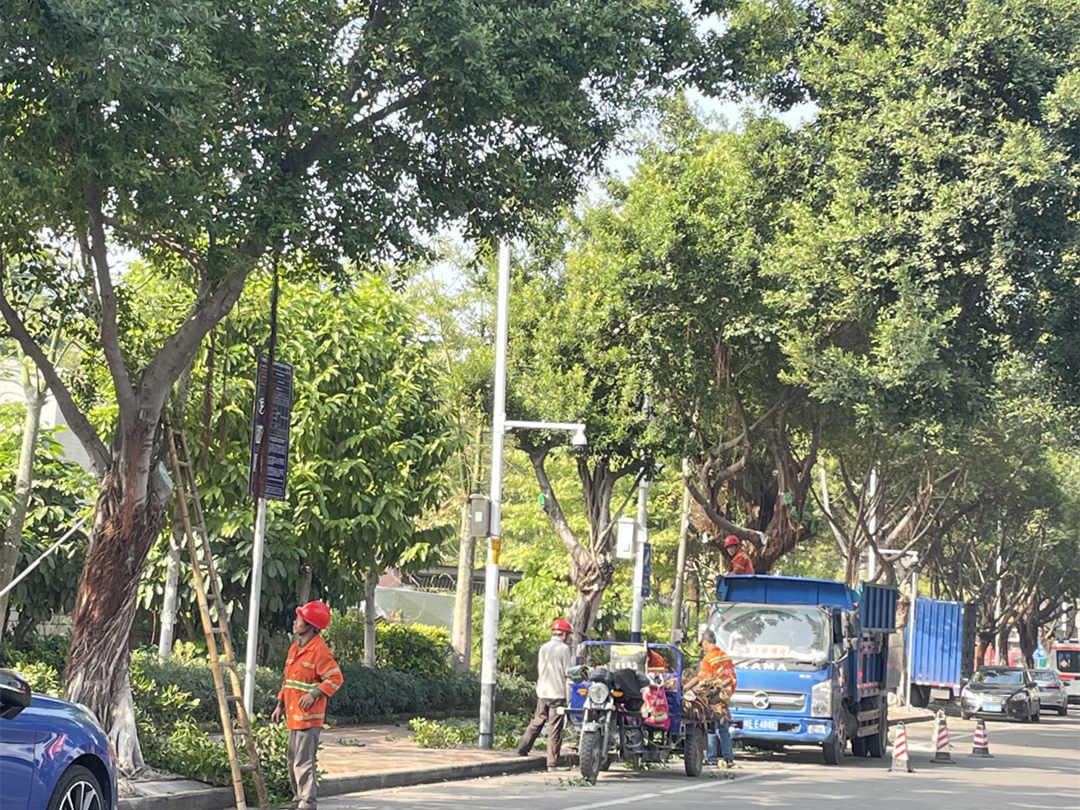 園林綠化工程中景觀大樹的綜合利用
