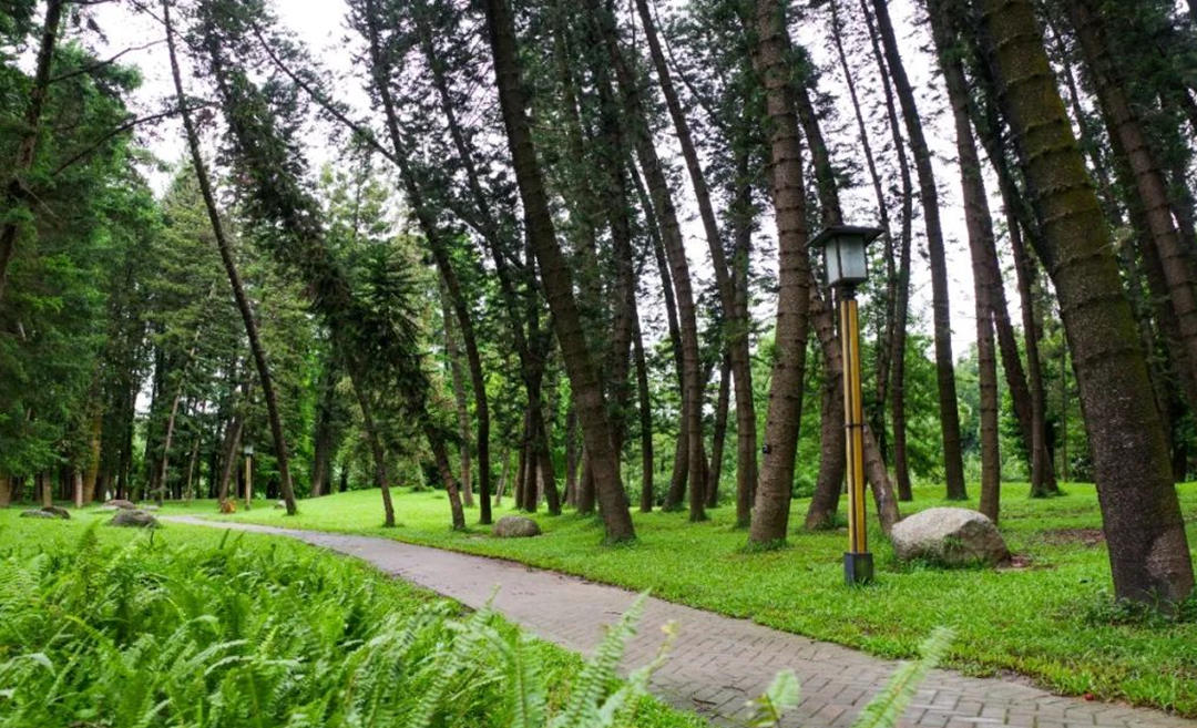 華南國(guó)家植物園孑遺植物區(qū)。黃潔（志愿者）攝