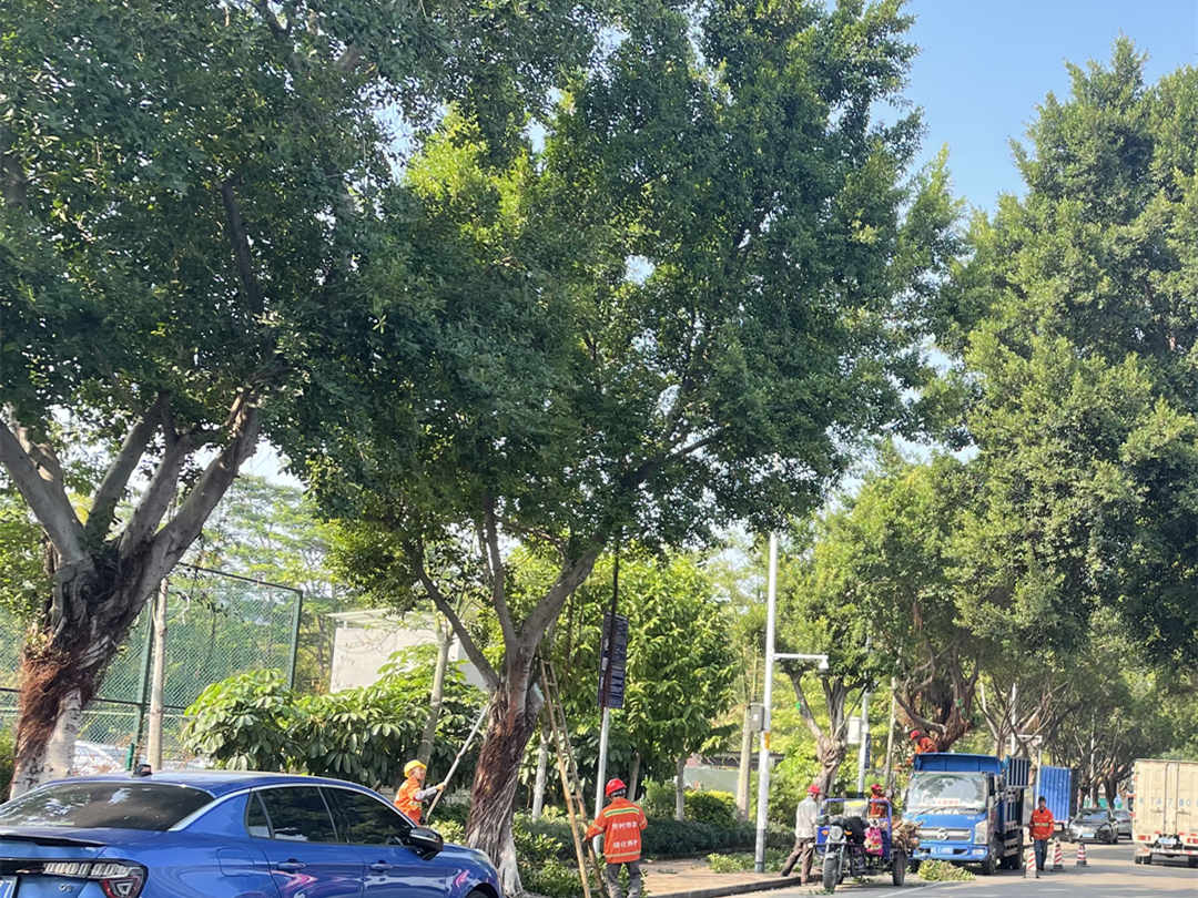 園林綠化養(yǎng)護(hù)工人修剪大樹樹枝