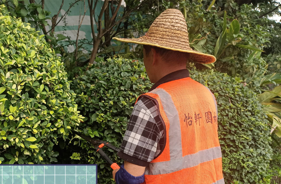 園林綠化養(yǎng)護(hù)修剪