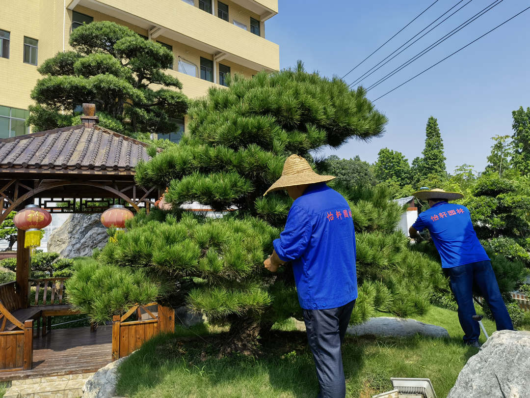 園林綠化養(yǎng)護修剪