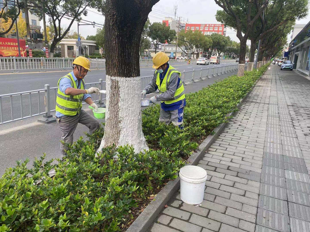 冬季綠化養(yǎng)護(hù)苗木涂白