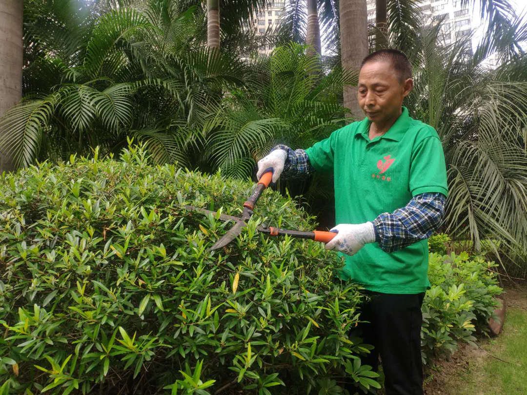 保利小區(qū)綠化養(yǎng)護(hù)修剪