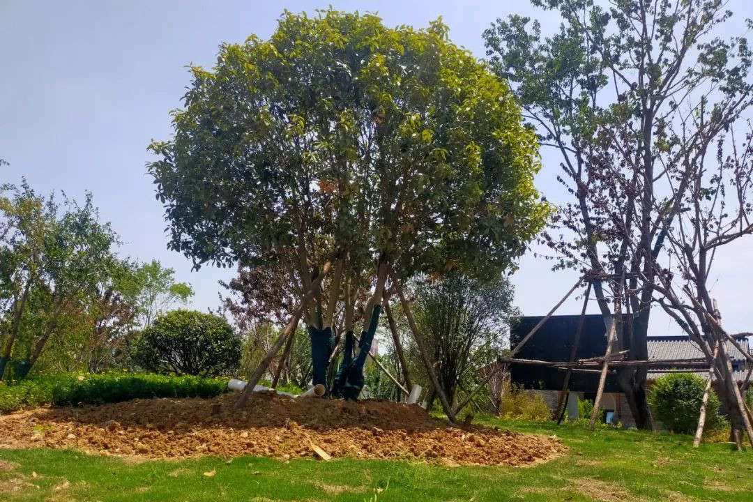 冬季園林綠化養(yǎng)護(hù)植物低溫受危害部位以及原理
