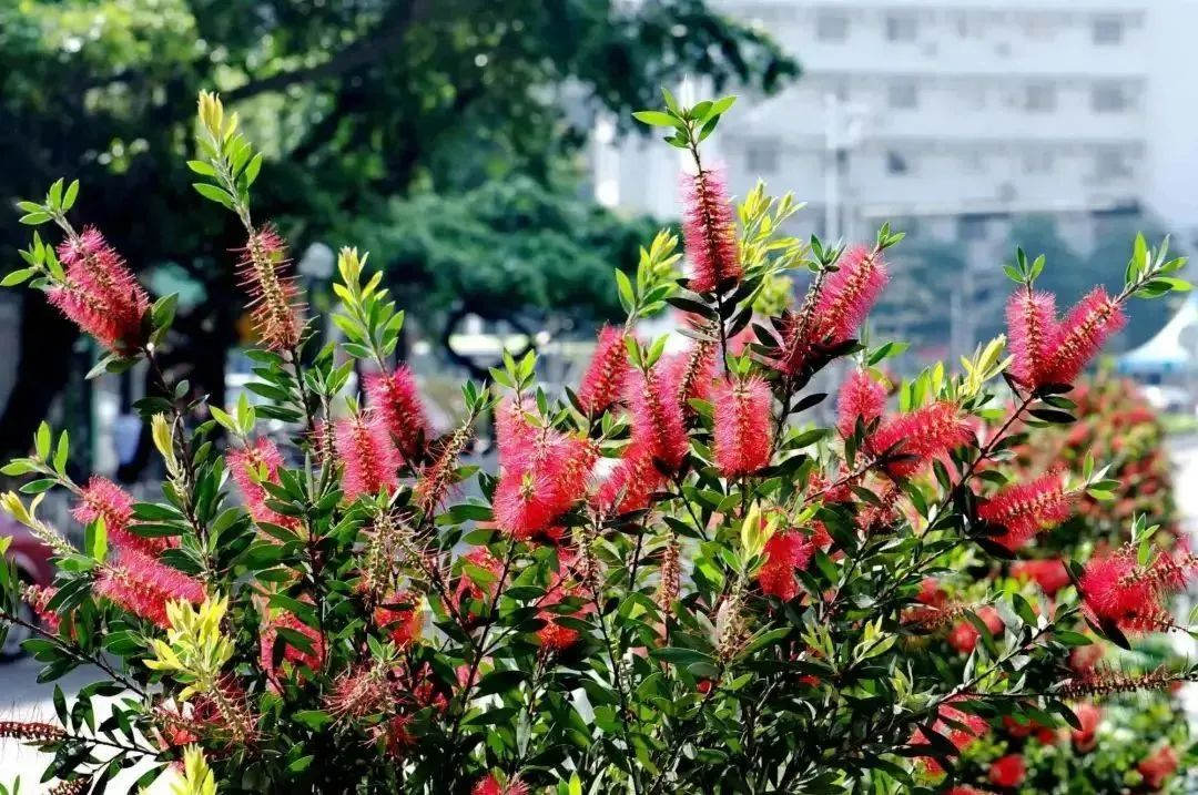 園林綠化工程觀花樹(shù)種推薦——紅千層