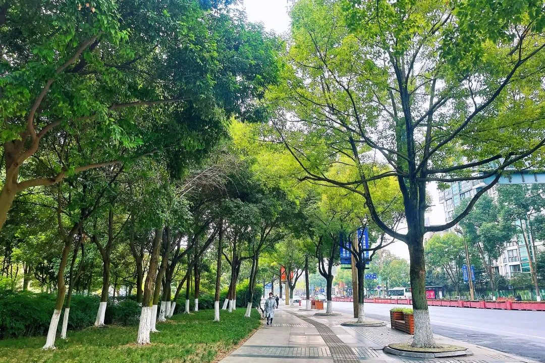 城市道路綠化設計中的植物配置