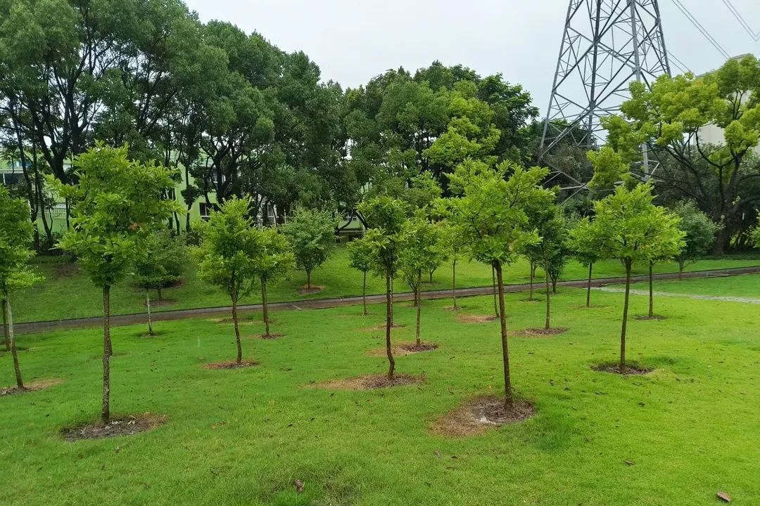 雨季綠化養(yǎng)護(hù)排澇