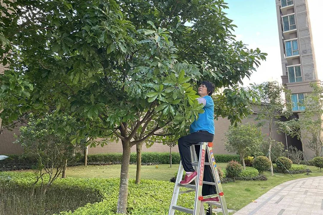 園林綠化養(yǎng)護(hù)樹(shù)木修剪