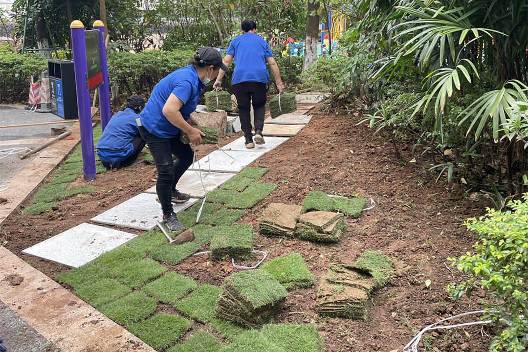 秋季園林綠化養(yǎng)護(hù)鋪植草坪