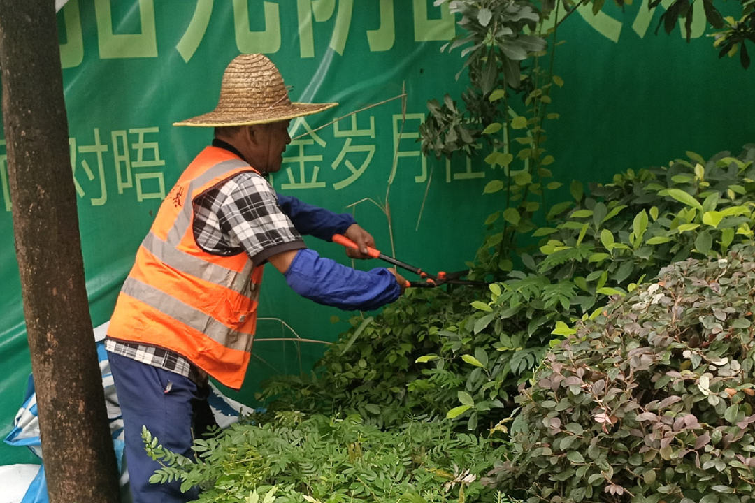 美的鷺湖綠化養(yǎng)護(hù)修剪