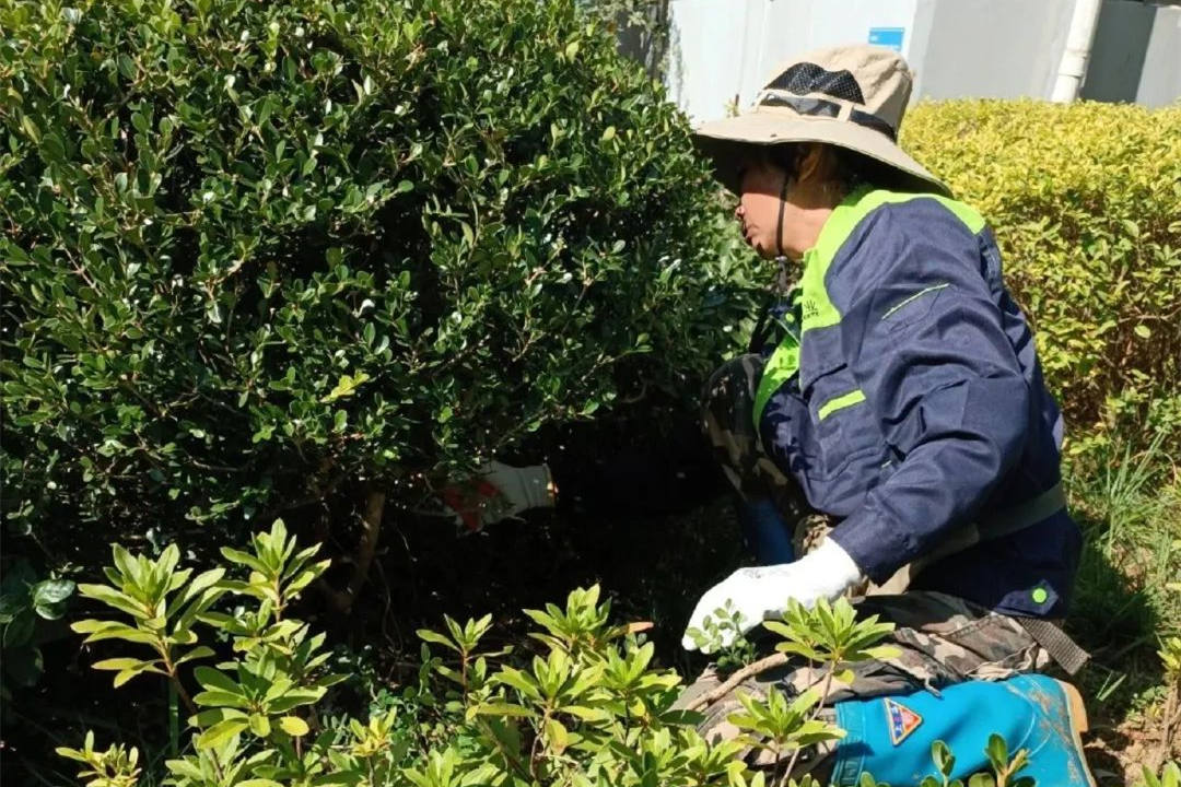 園林綠化養(yǎng)護(hù)清除雜草